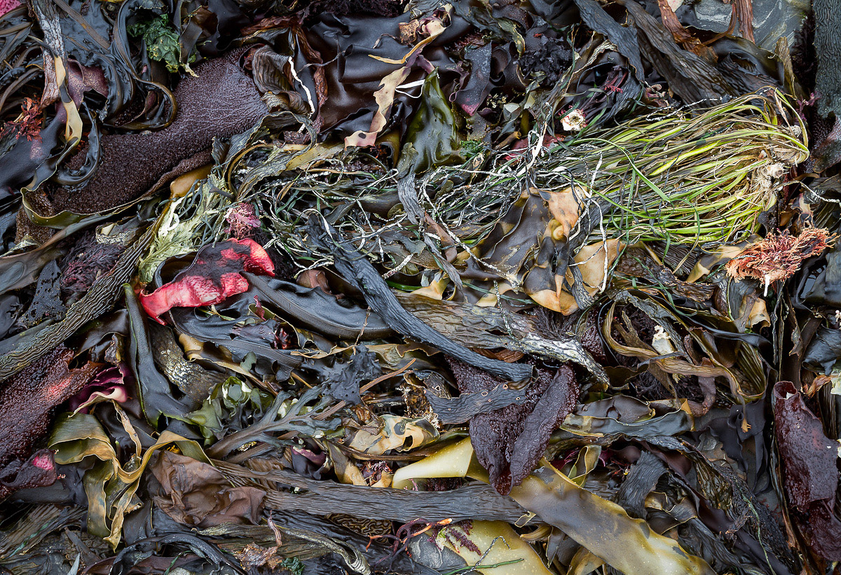 Seaweed - Weston Beach - Point Lobos