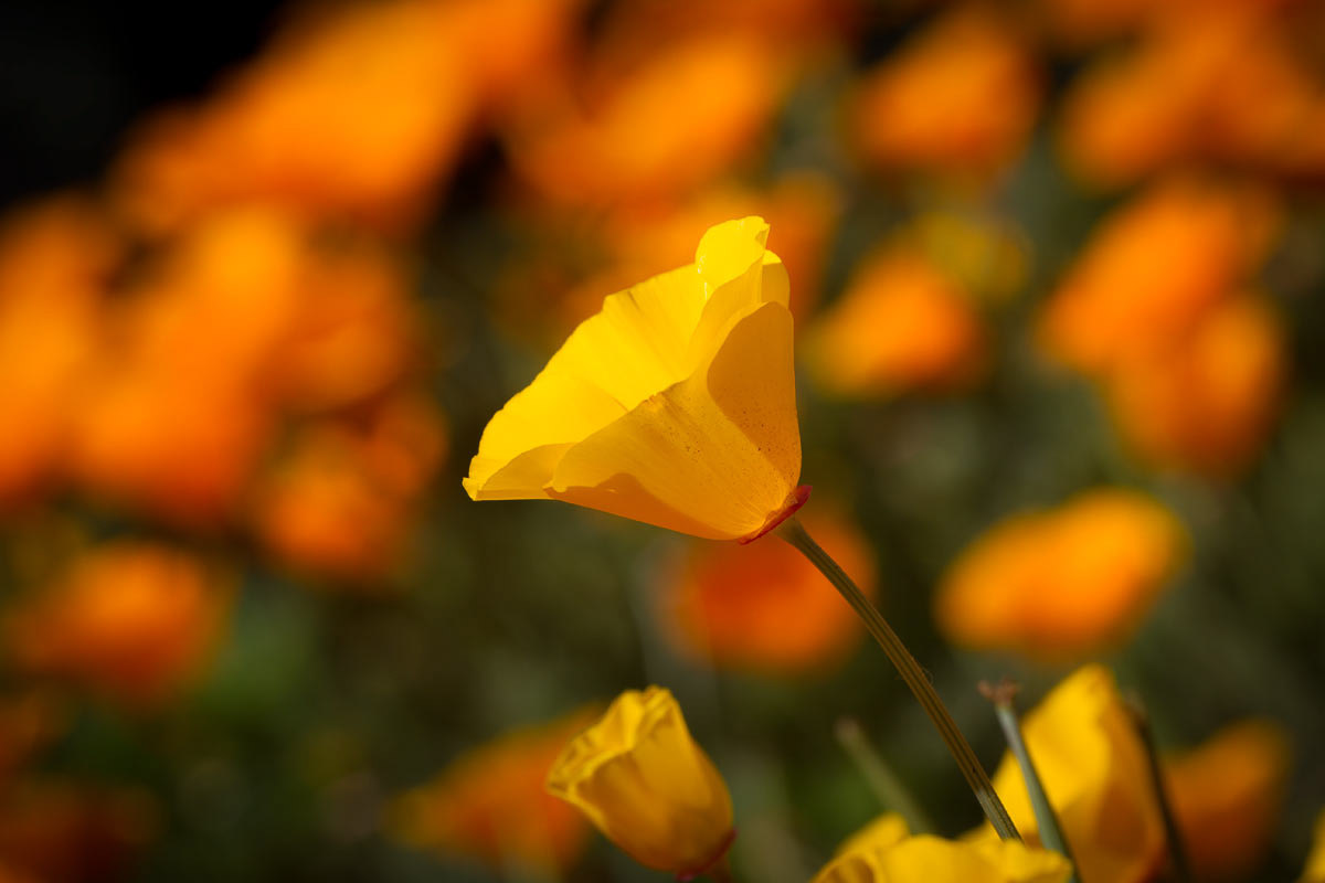 Wildflowers - Point Lobos